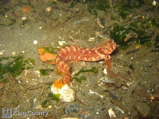 Photo of Mosshead Warbonnet - Chirolophis nugator